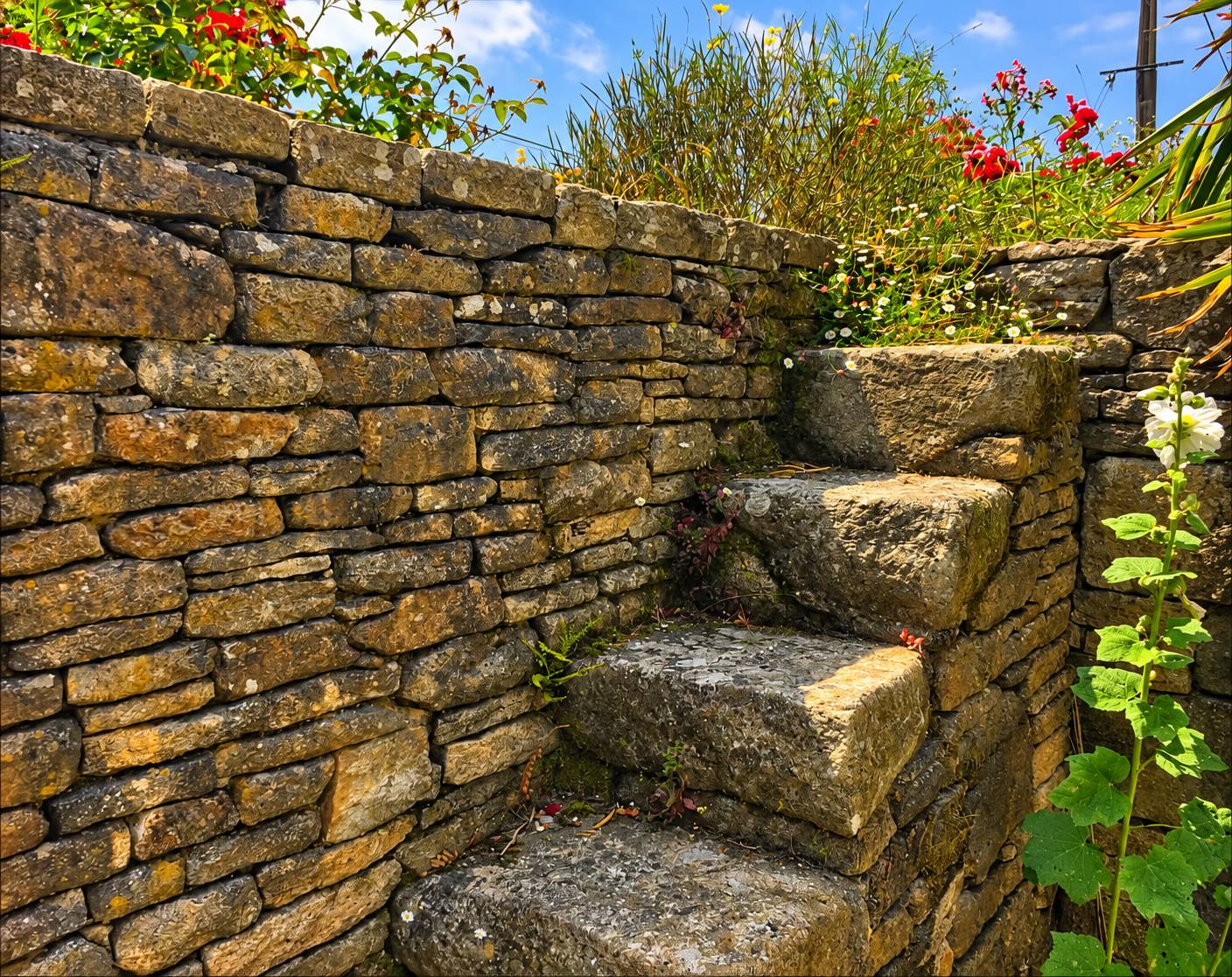 Un petit escalier en pierre encastré dans un muret de pierres sèches, bordé de roses rouges, de fleurs sauvages et d'une rose trémière blanche.