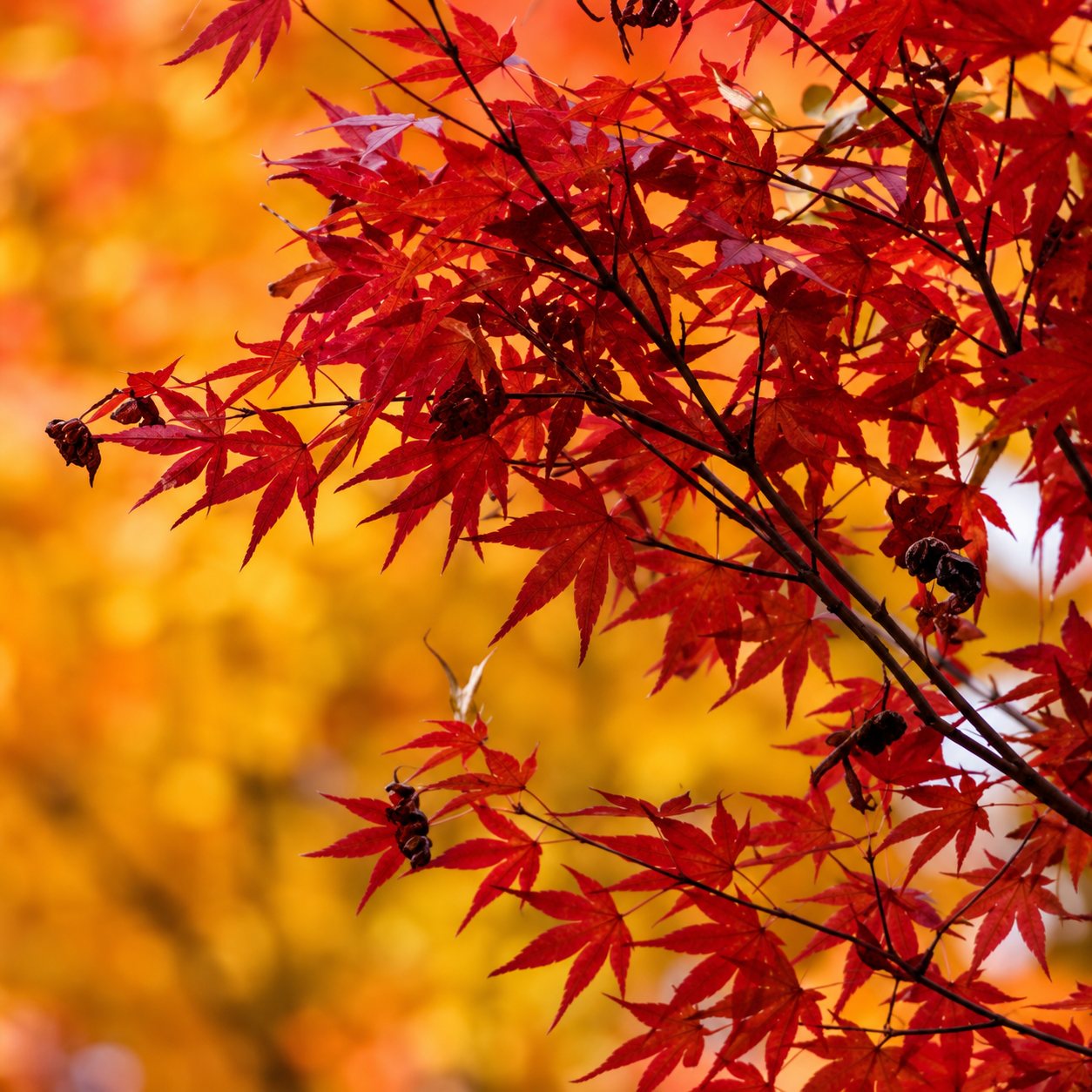 Gros plan sur des branches d'érable japonais aux feuilles rouges vives devant un feuillage orange flou en automne.