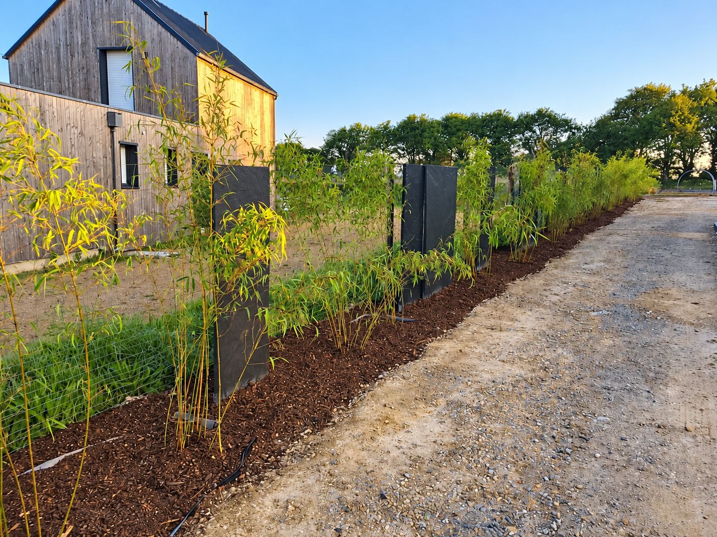 Une haie de jeunes bambous plantés dans du paillis, avec des panneaux d'ardoise sombres, longe un chemin de gravier près d'une maison en bois.