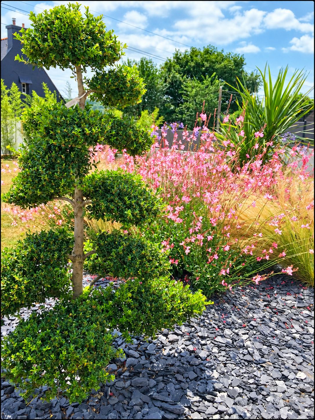 Un arbre taillé en forme de nuages se dresse dans un jardin paysager, devant des gauras roses, des graminées et un paillage d'ardoise grise.