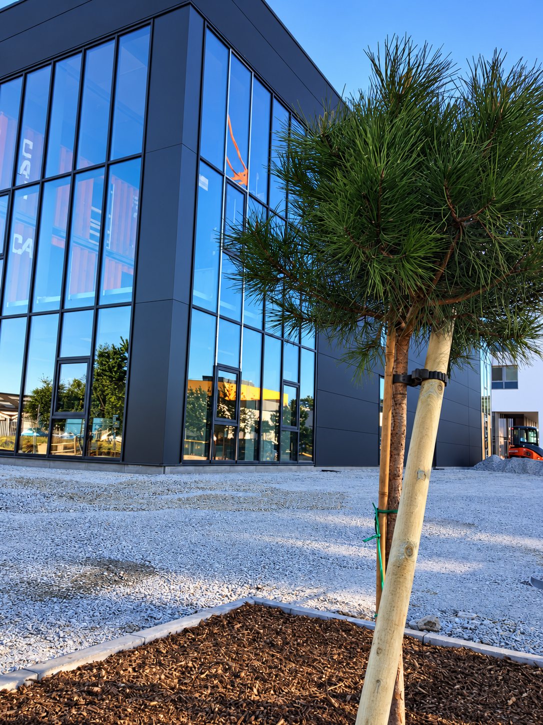 Un jeune pin maintenu par des tuteurs en bois se dresse sur un terrain gravillonné devant un bâtiment moderne à grandes baies vitrées, avec une mini-pelle orange au fond.