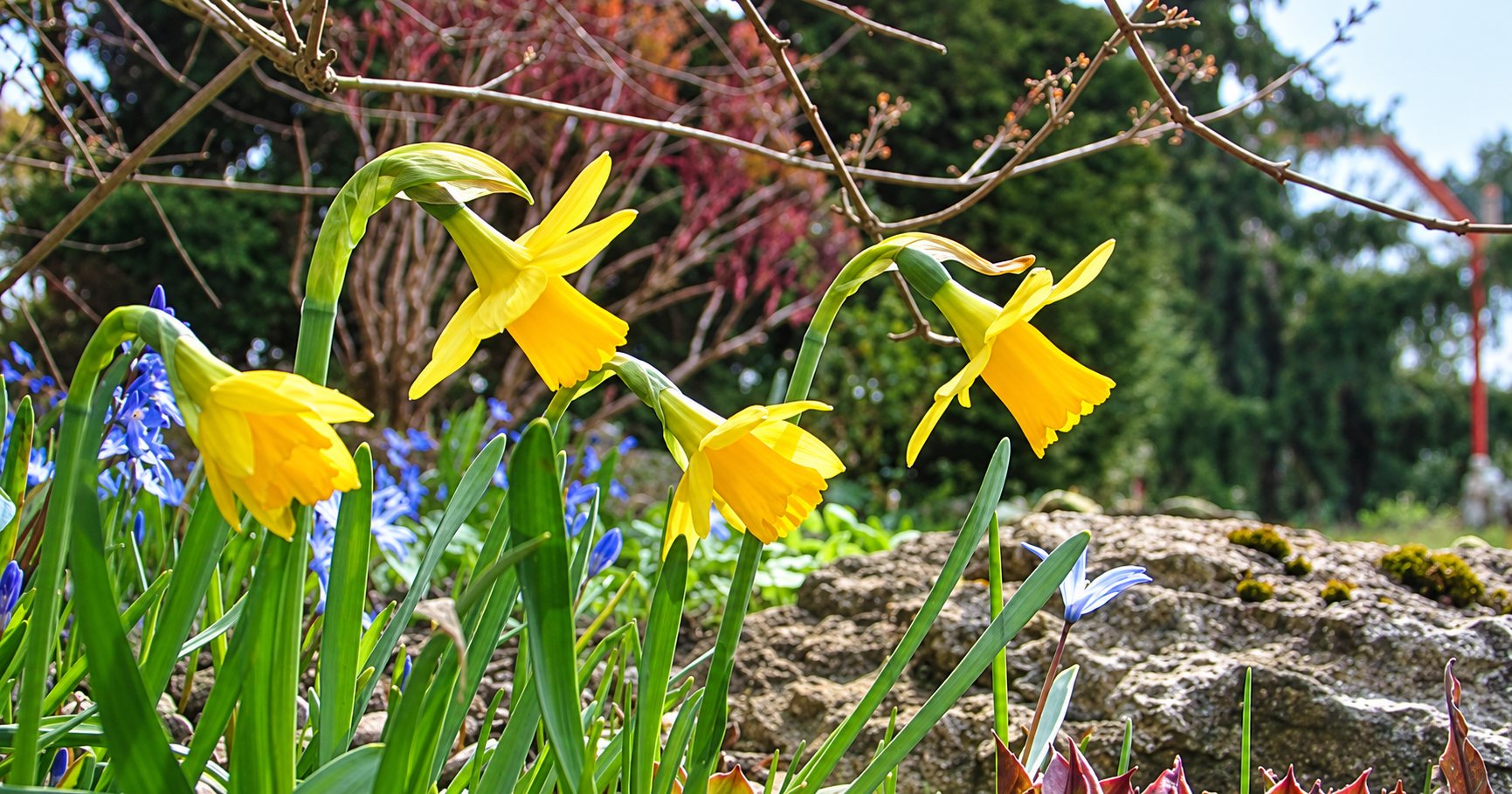 Jonquilles jaunes en fleurs devant un rocher, au milieu de feuillage vert.