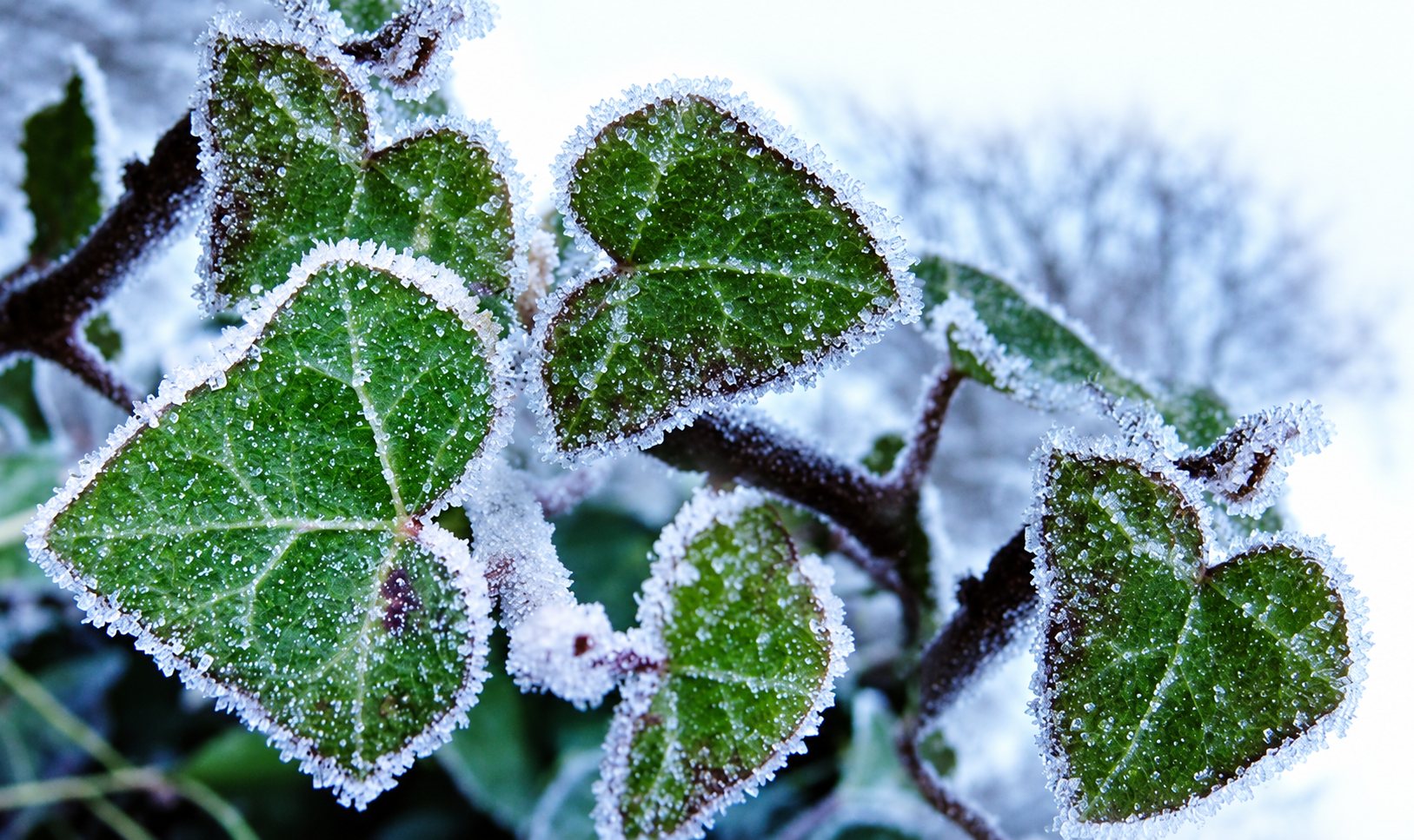 Feuilles de lierre vertes couvertes de givre.