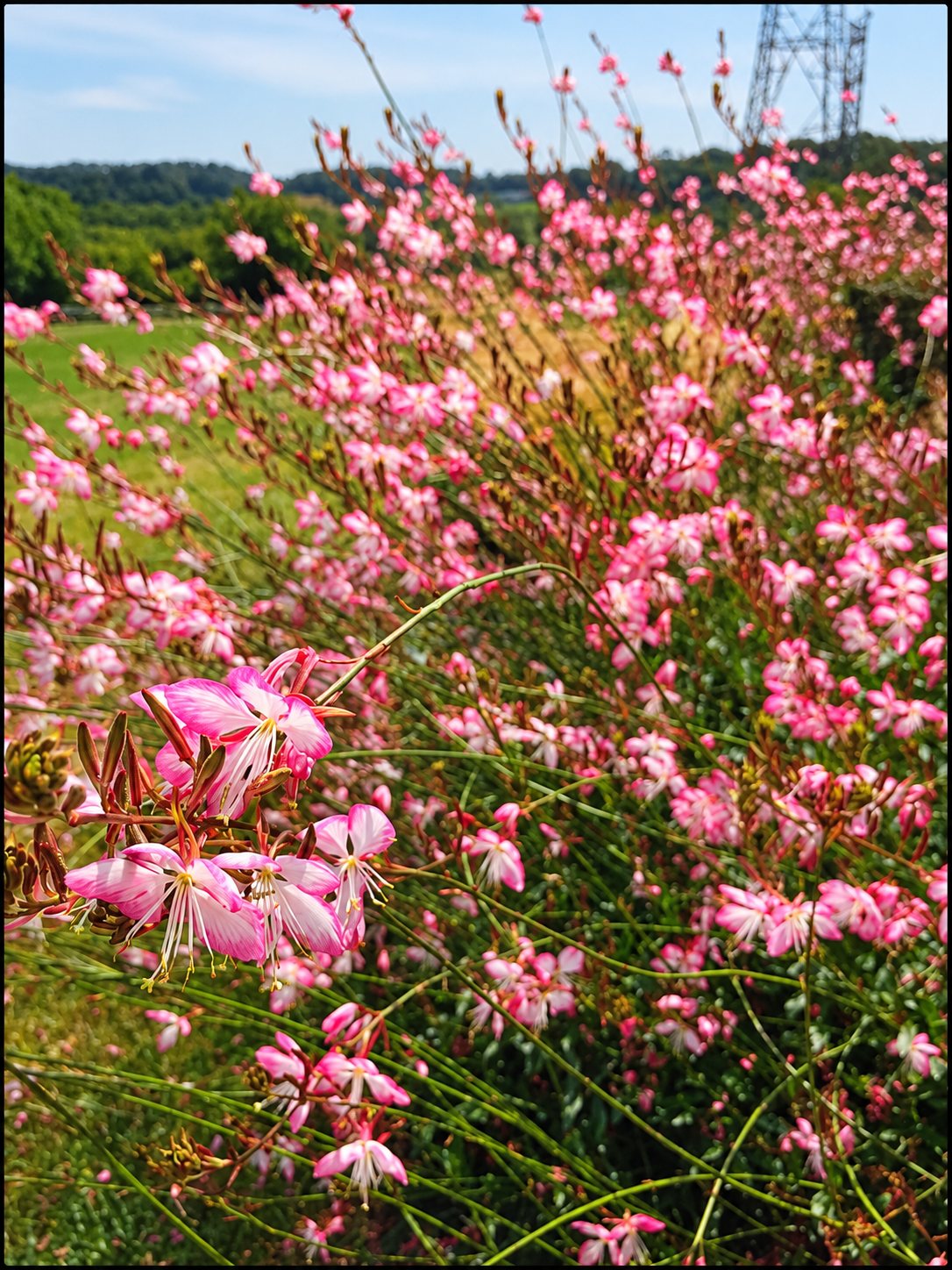 Gros plan sur des fleurs de gaura roses et blanches au premier plan, avec un massif flou et des collines boisées en arrière-plan.