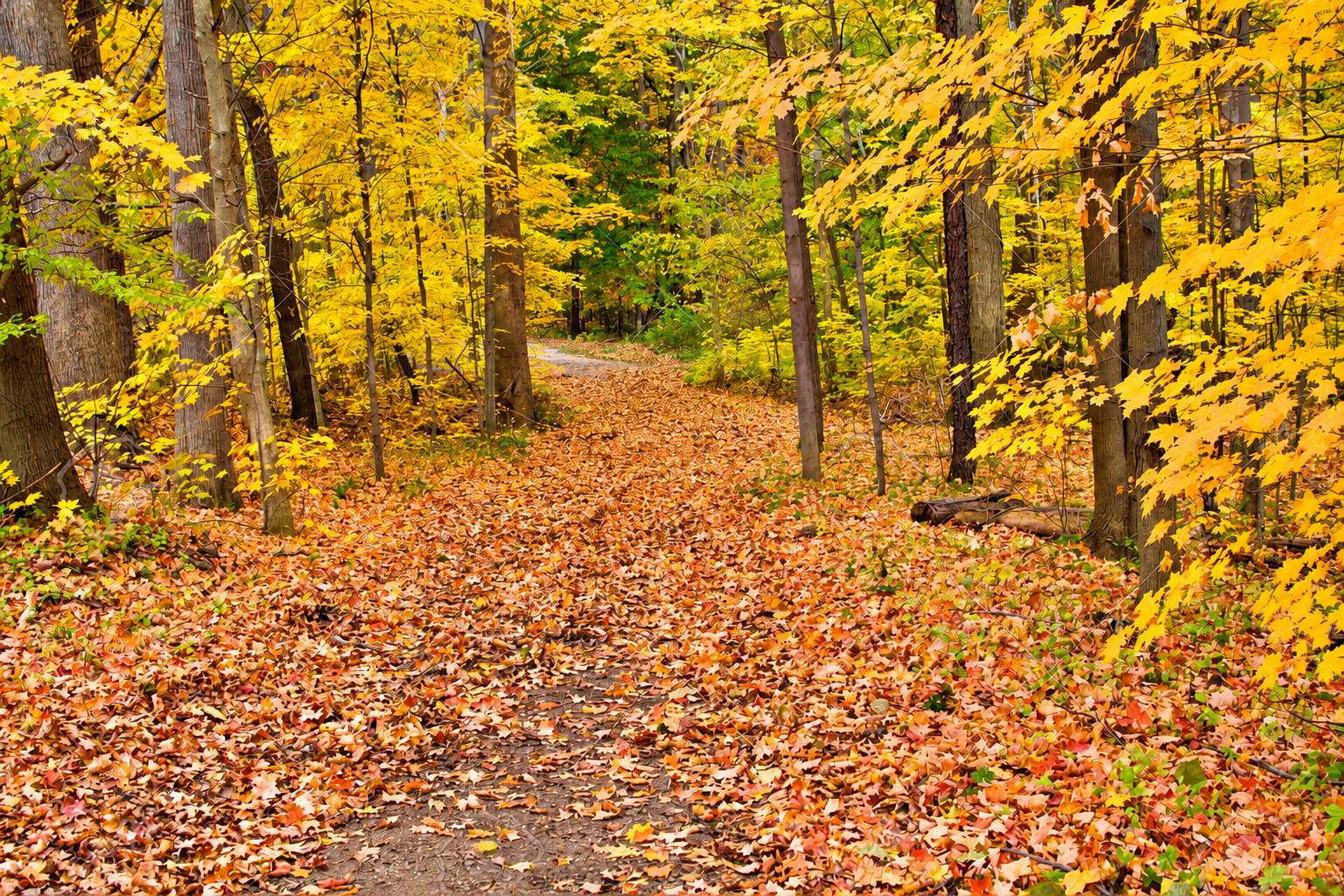 Sentier recouvert de feuilles mortes dans une forêt aux feuillages jaunes d'automne.